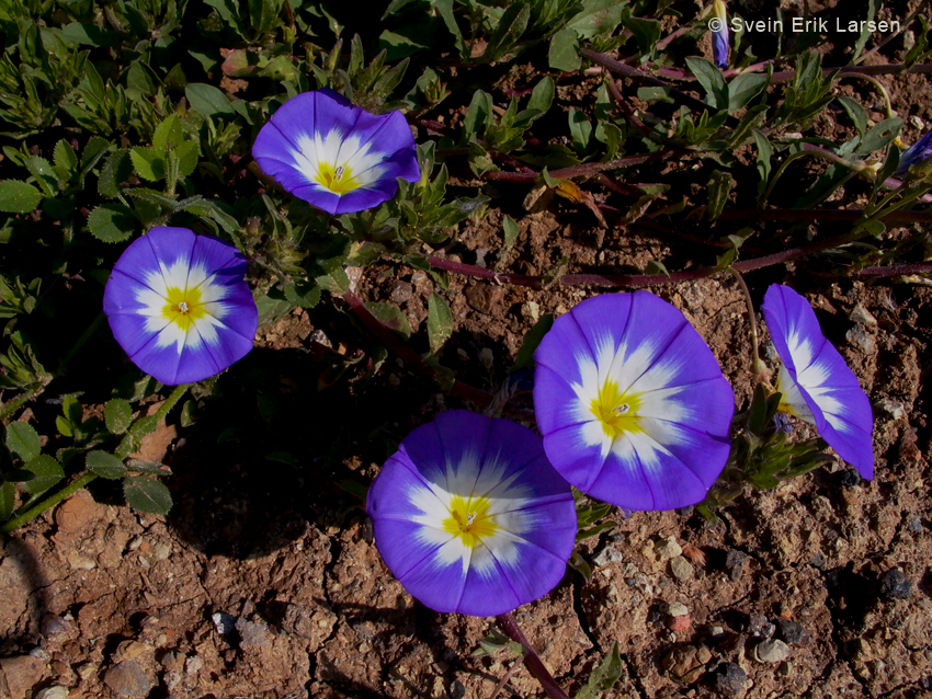 Dwarf Morning Glory